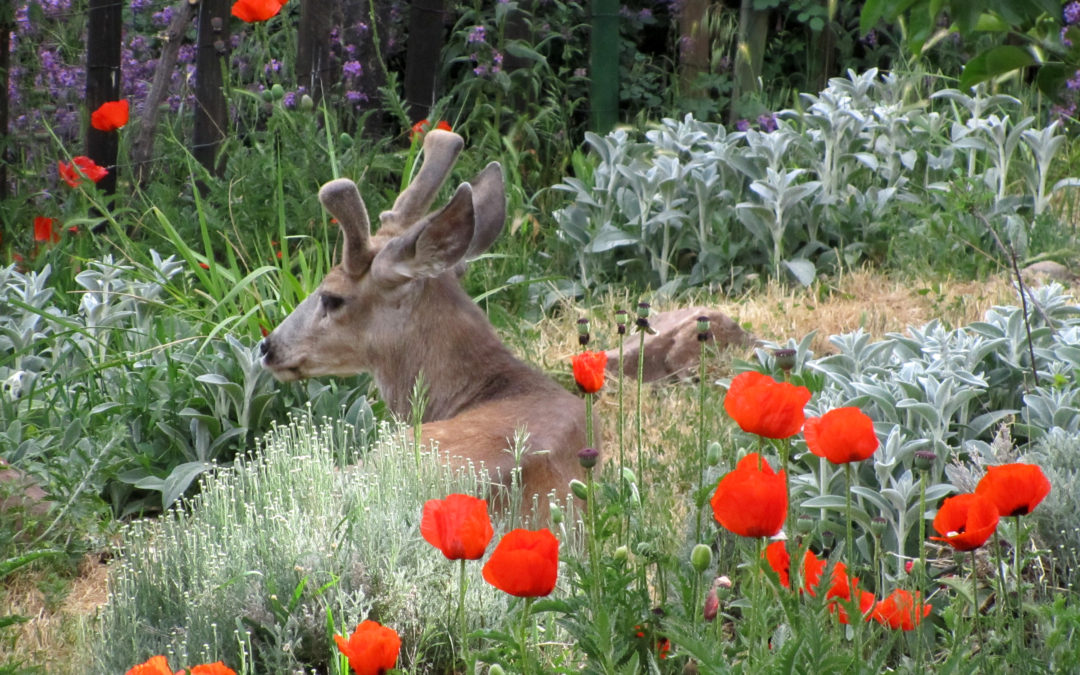 Gardening with Wildlife