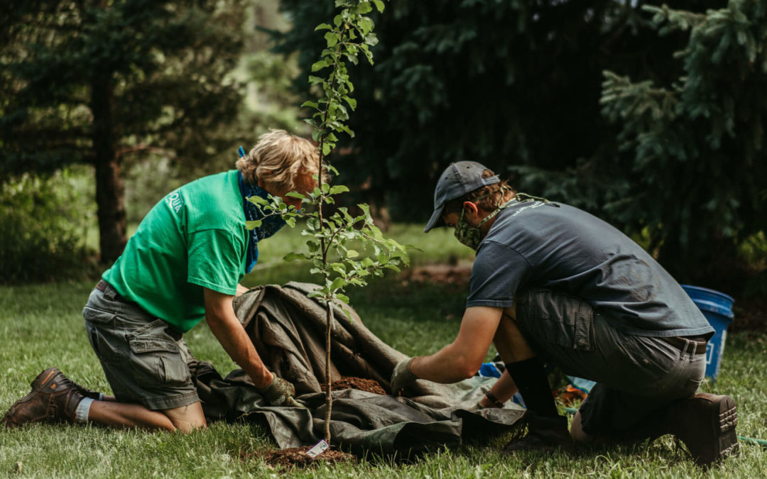 Adopt A Tree