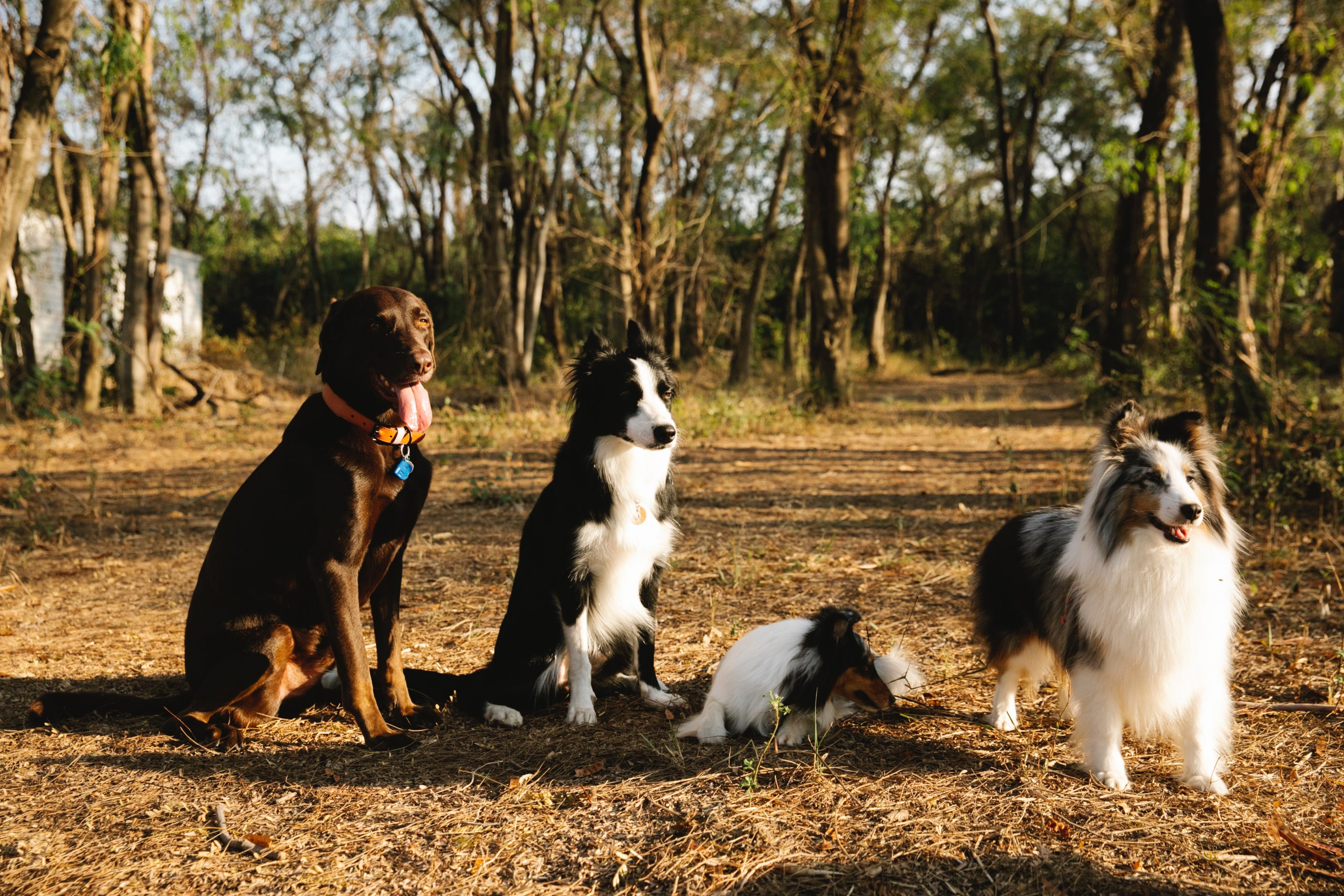 are dogs allowed at chautauqua park