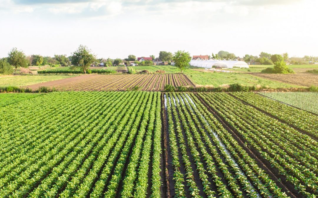 Food and Country: A Film Screening and Q+A with Ruth Reichl