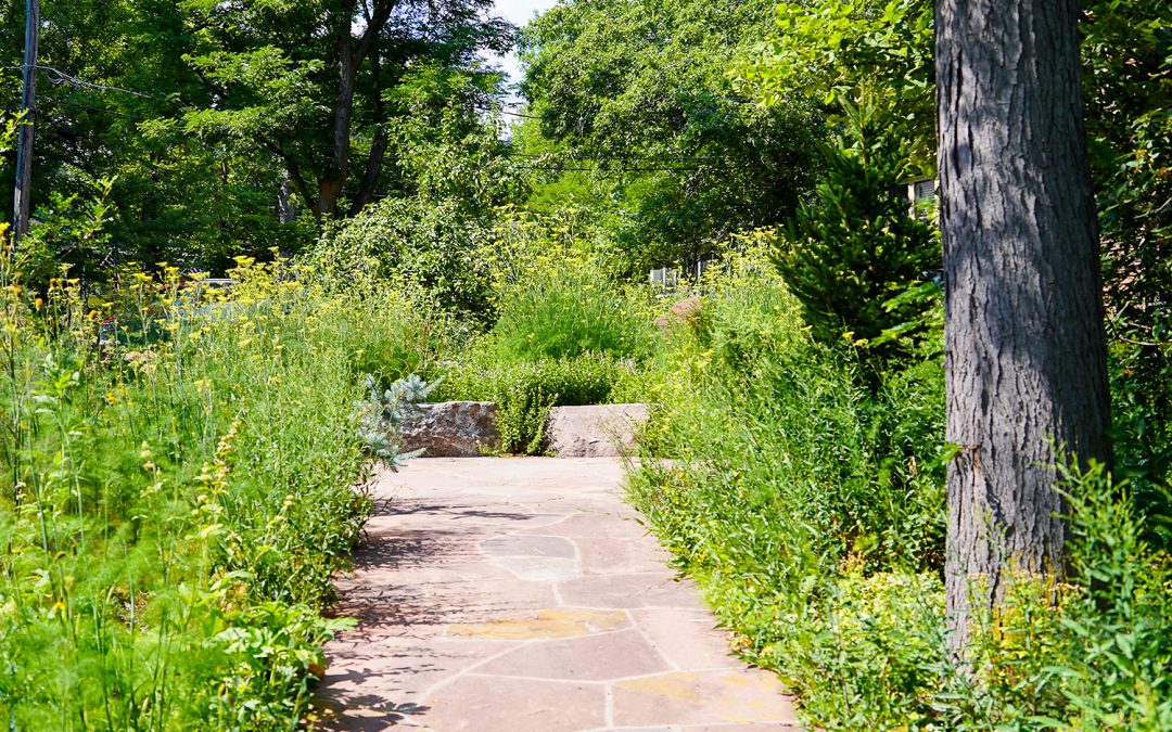 Native American Waterwise Plant Walk with CU’s Andrew Cowell